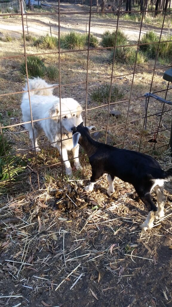 A girl named Hiccup 7 20190116 072446 • maremma