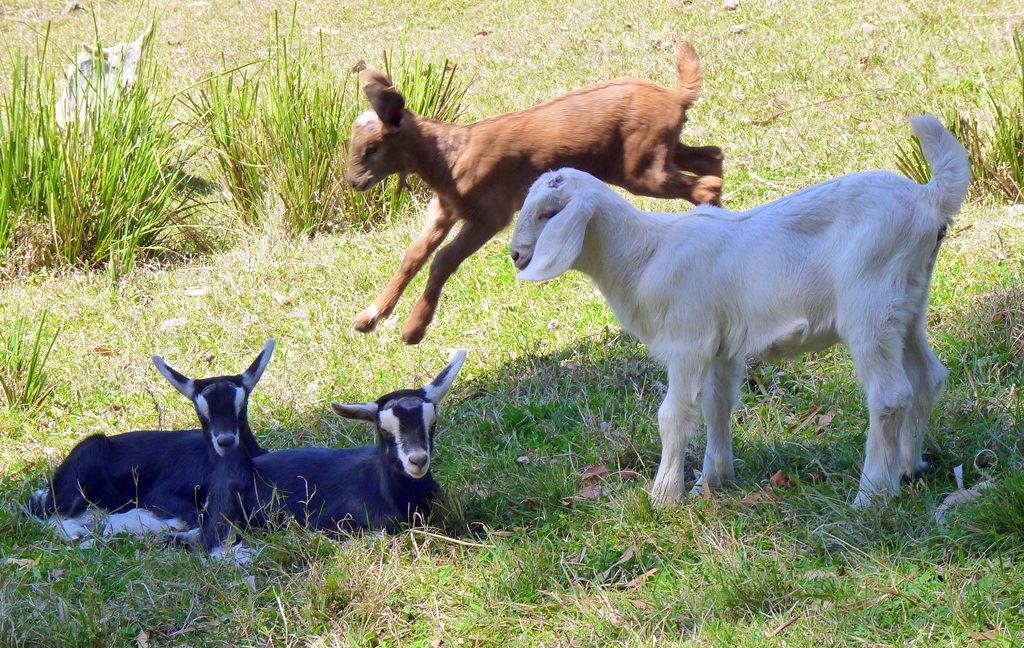 what is goat milk soap? 
