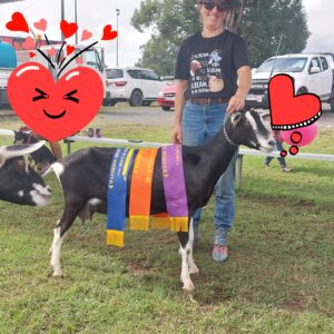Wauchope Show Special!