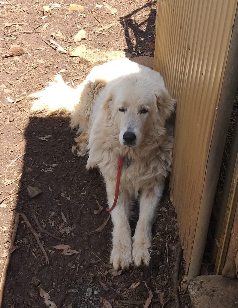 A girl named Hiccup 1 A Maremma named Hiccup
