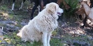 Hiccup a • maremma