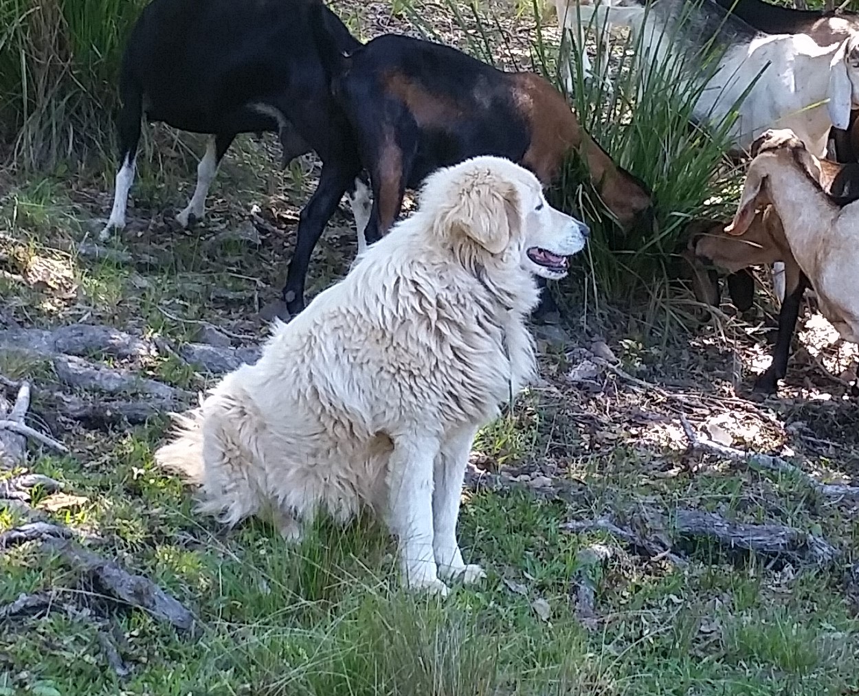 A girl named Hiccup 8 Hiccup a • maremma